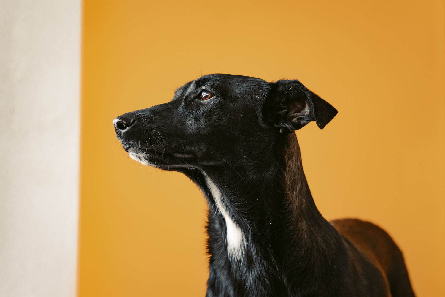image comparison after